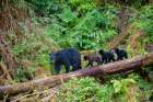 Black bear triplets follow mom at Anan Creek. Art Print